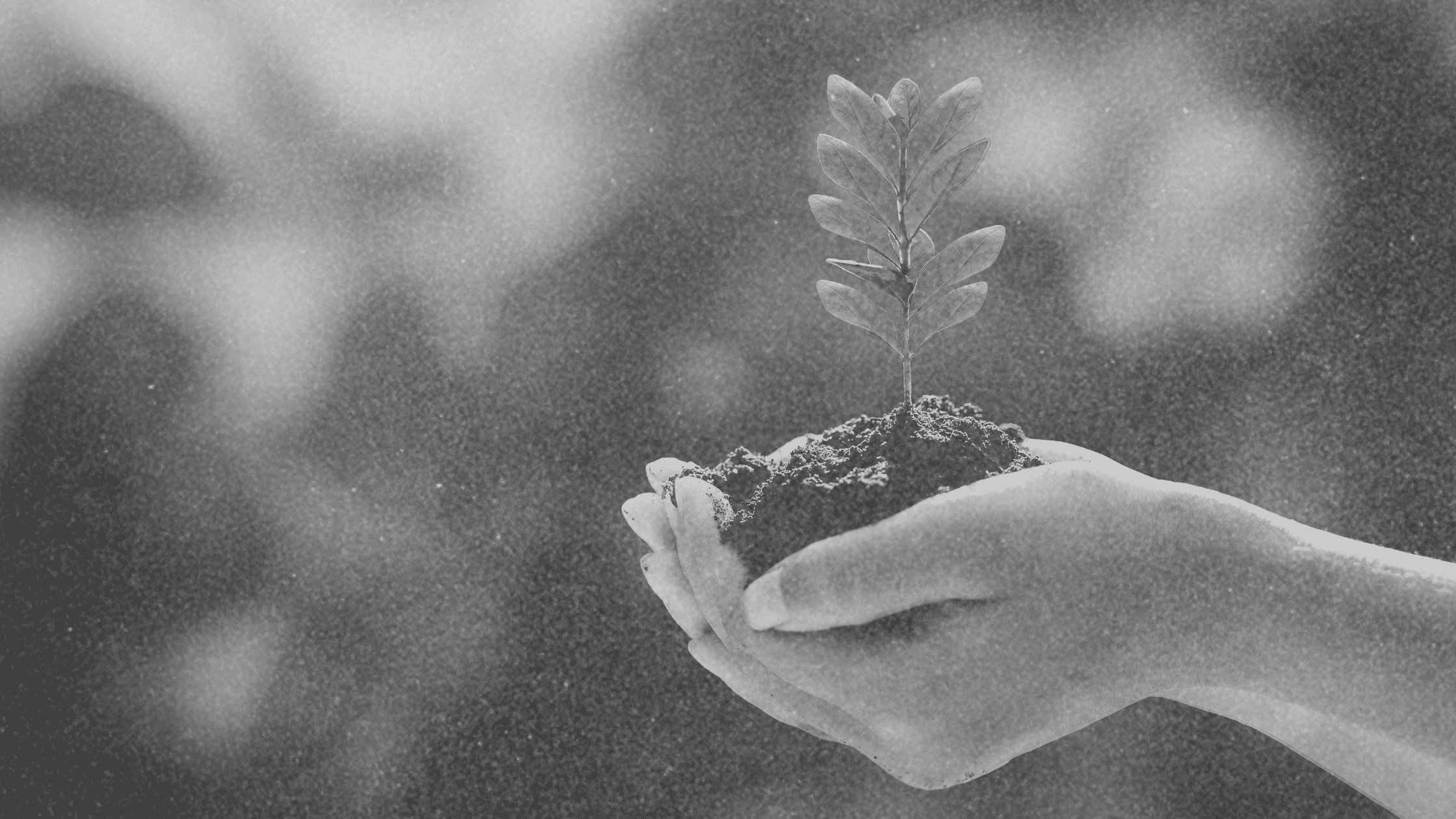 Sustainable Events Two hands holding a pile of soil with a small tree, symbolizing CTC’s commitment to fostering sustainable practices and eco-friendly event planning.